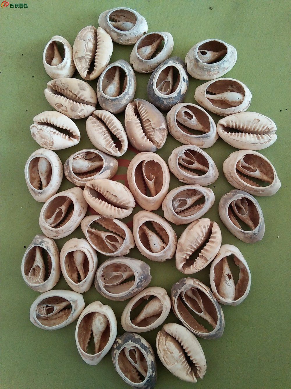 贝壳货币(贝壳货币的缺点)